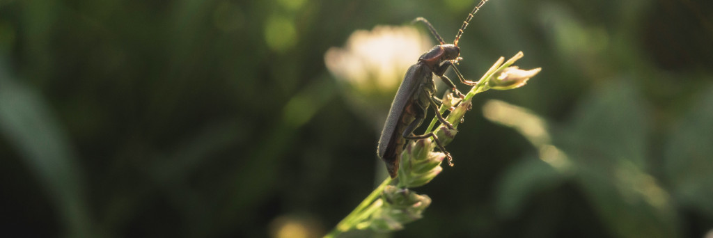 insecten quiz