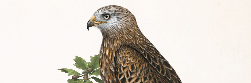 Vogels teaser